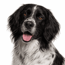 ラージミュンスターレンダー