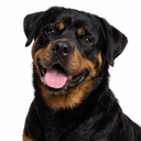 ロットワイラー