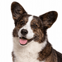 ウェルシュコーギーカーディガン