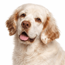 クランバースパニエル