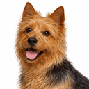 オーストラリアンテリア