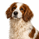 アイリッシュレッドアンドホワイトセッター