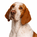 イタリアンポインティングドッグ