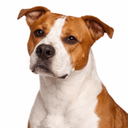 アメリカンスタッフォードシャーテリア