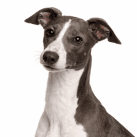 イタリアングレーハウンド