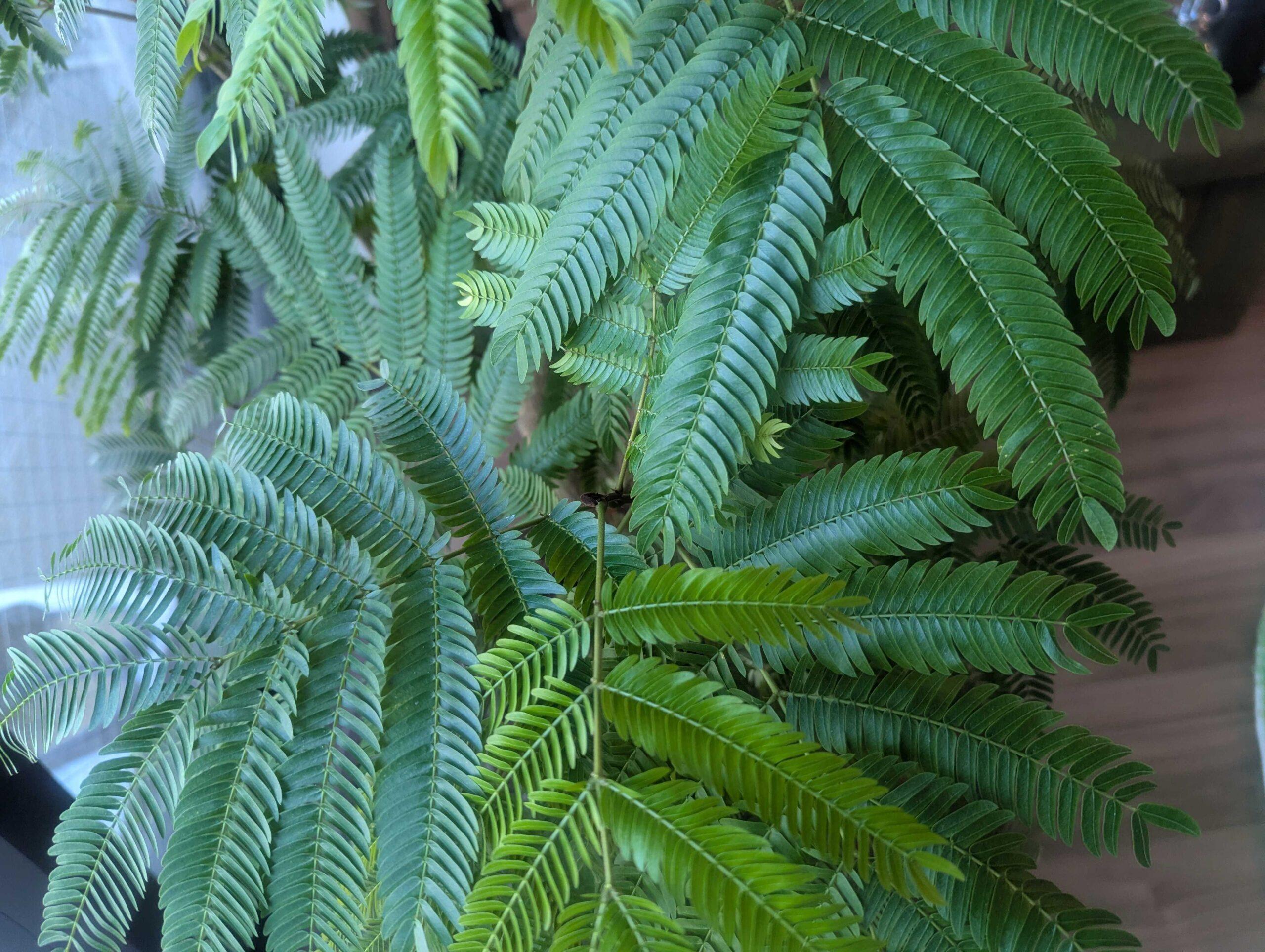 エバーフレッシュの育て方完全ガイド | 失敗しない水やりと置き場所のコツ