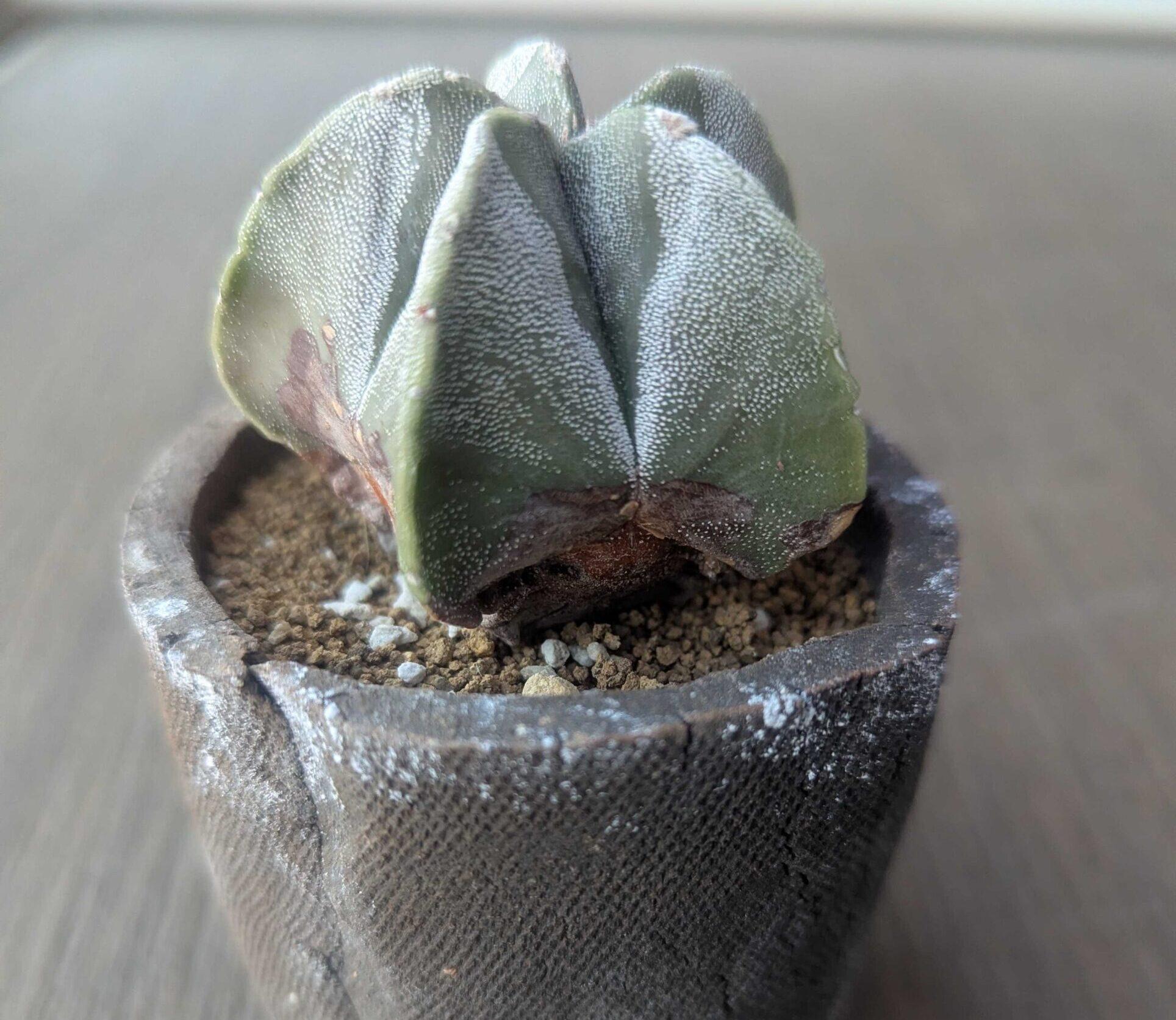 アストロフィツムの育て方|兜丸やランポー玉を美しく育てる水やりと管理のコツ