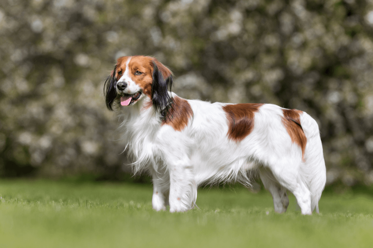 コーイケルホンディエってどんな犬?特徴・性格・飼い方のポイント