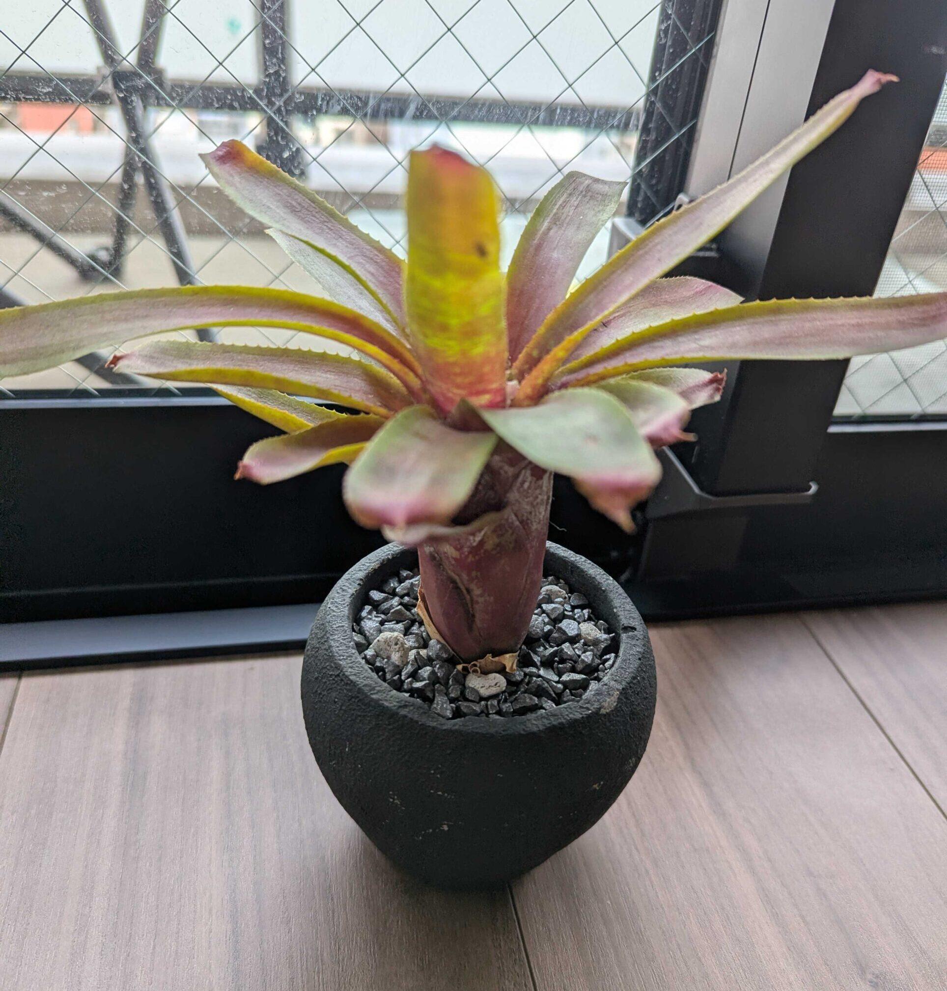 ネオレゲリアの育て方完全ガイド|色鮮やかな葉を楽しむコツと管理方法