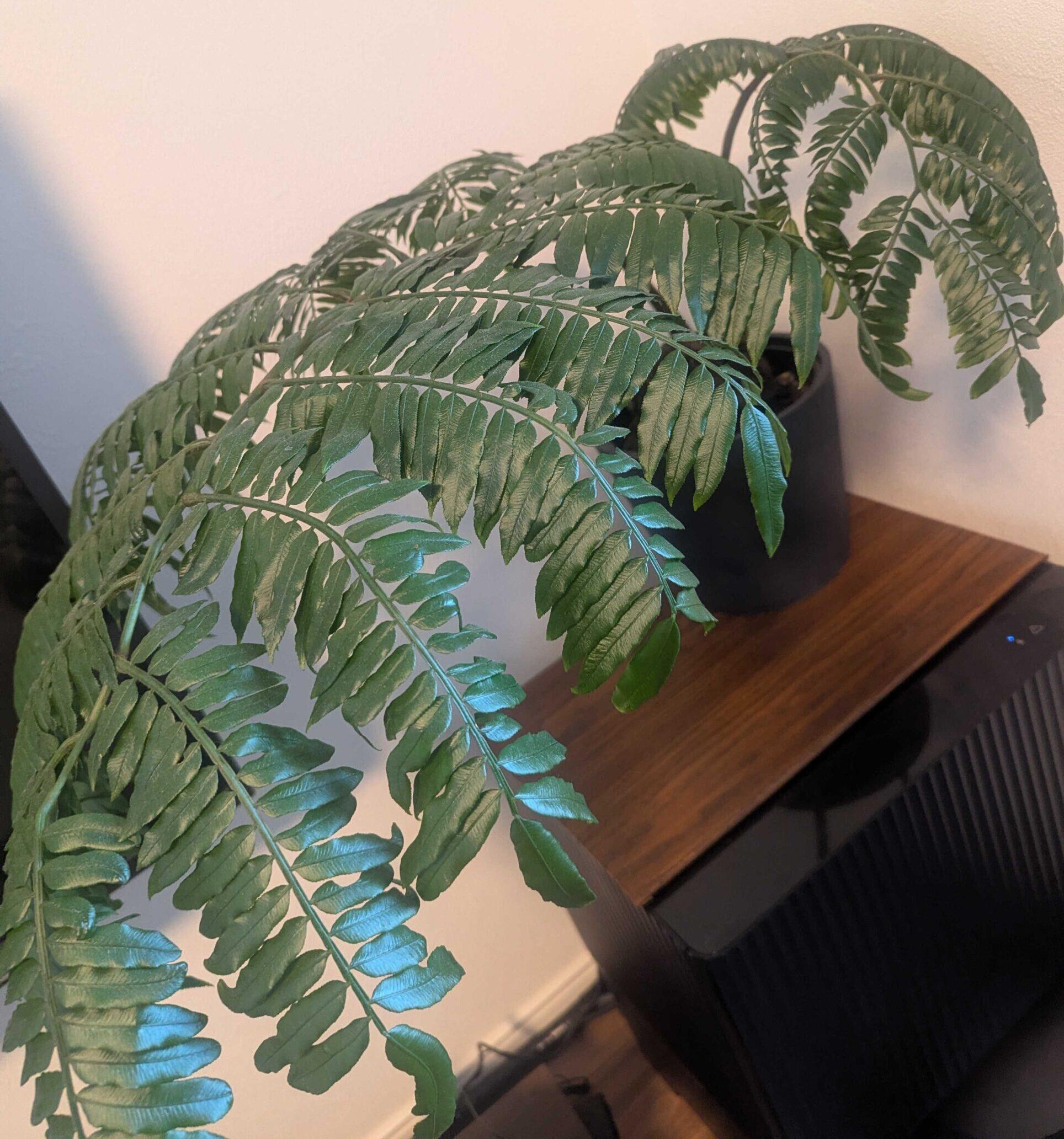 リュウビンタイの育て方完全ガイド|特徴から日常管理まで初心者向けに解説