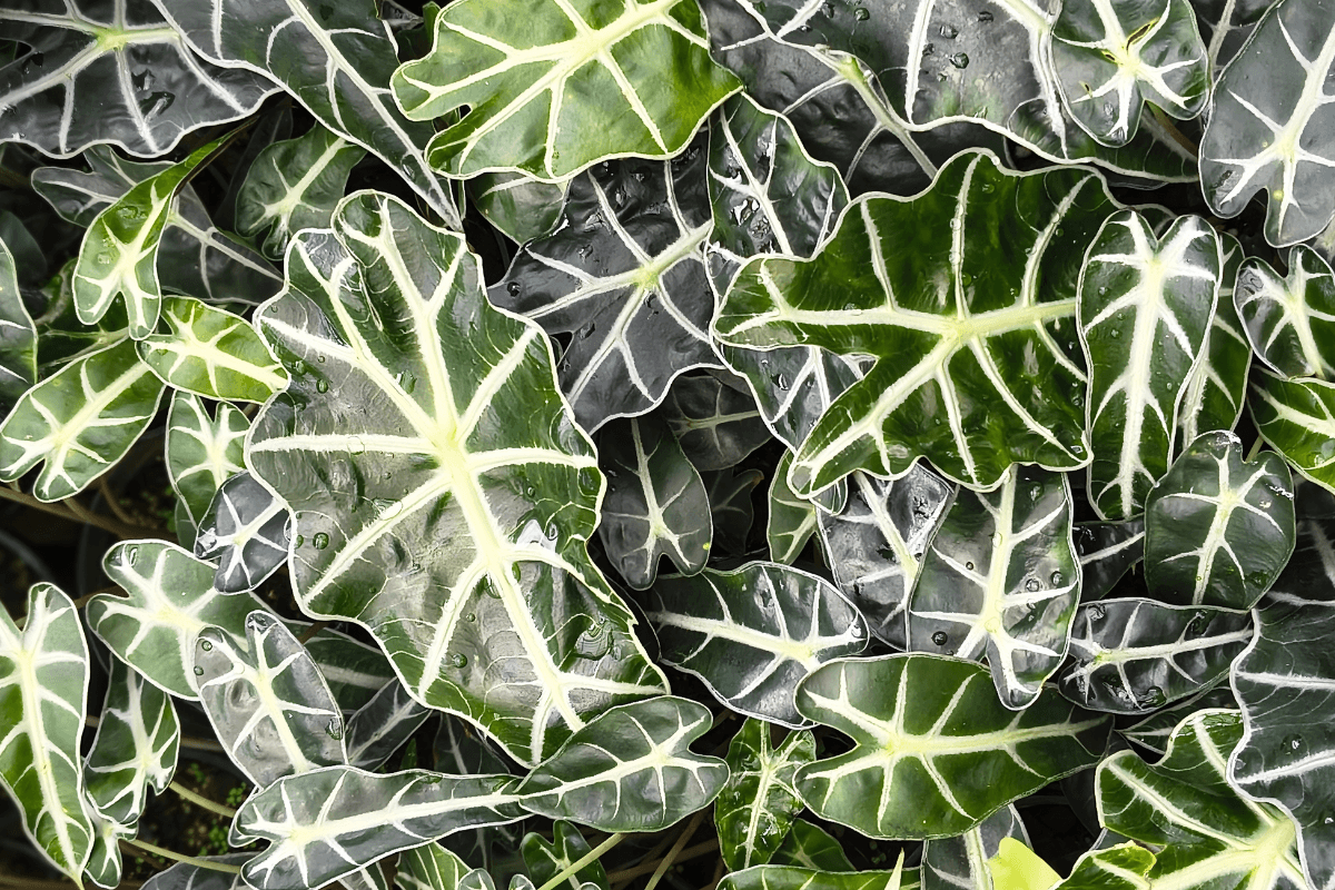 アロカシアの育て方|初心者向けに水やり・置き場所・管理のコツを解説