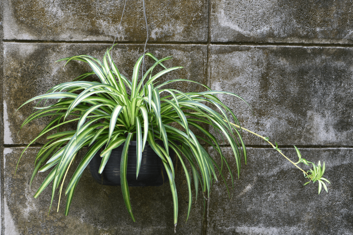 オリヅルランの育て方|初心者でも失敗しない水やりと管理のコツ