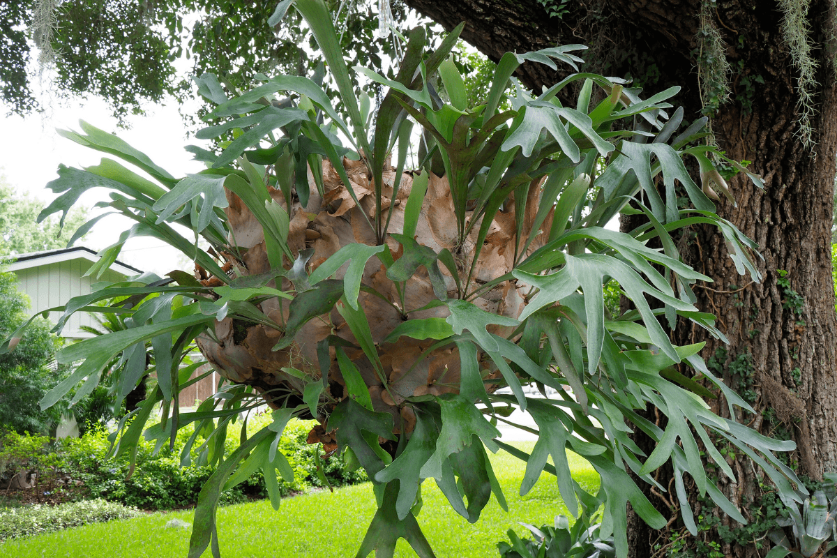 コウモリランの育て方|初心者でも失敗しない管理方法と板付けのコツ