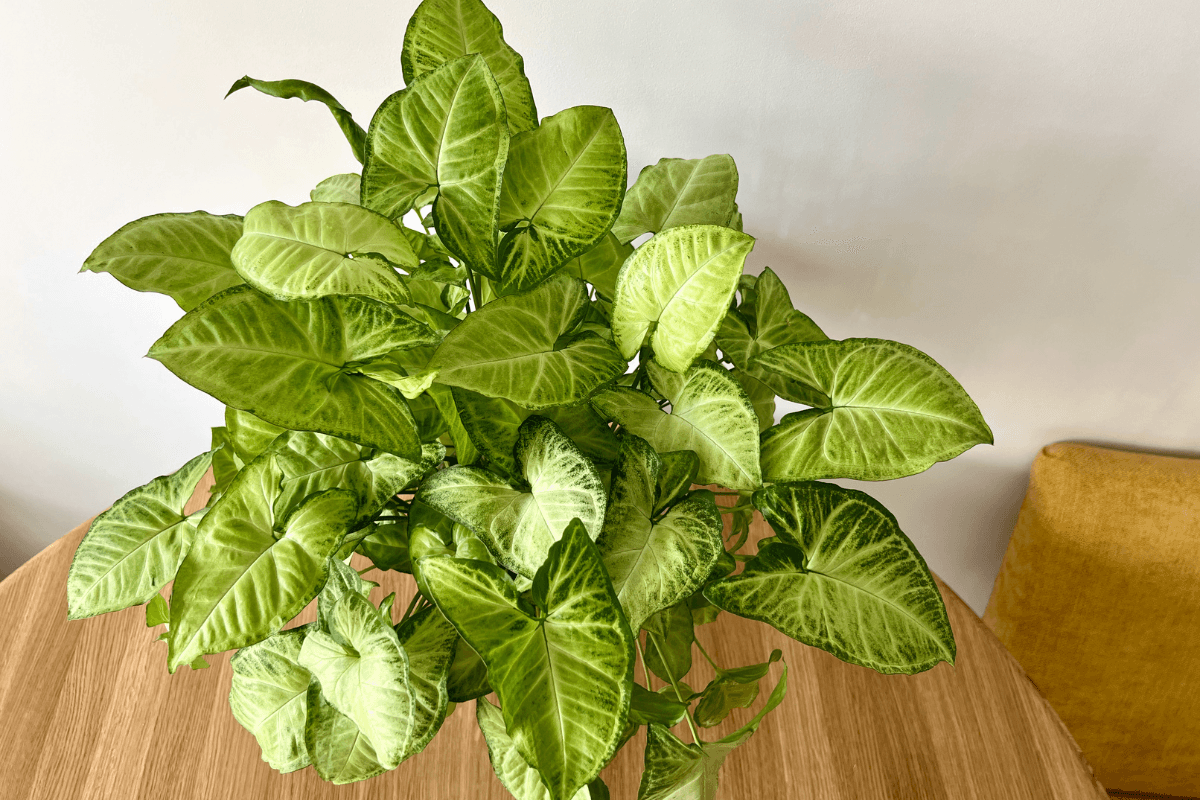 シンゴニウムの育て方|初心者でも失敗しない管理のコツと増やし方